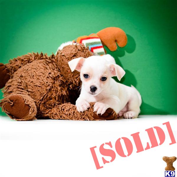 puppies for sale akron ohio document moved puppies for sale akron ohio document moved
