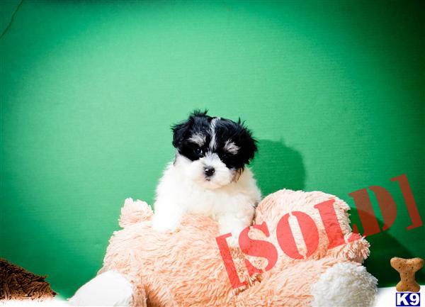 havanese puppies for sale ohio document moved havanese puppies for sale ohio document moved