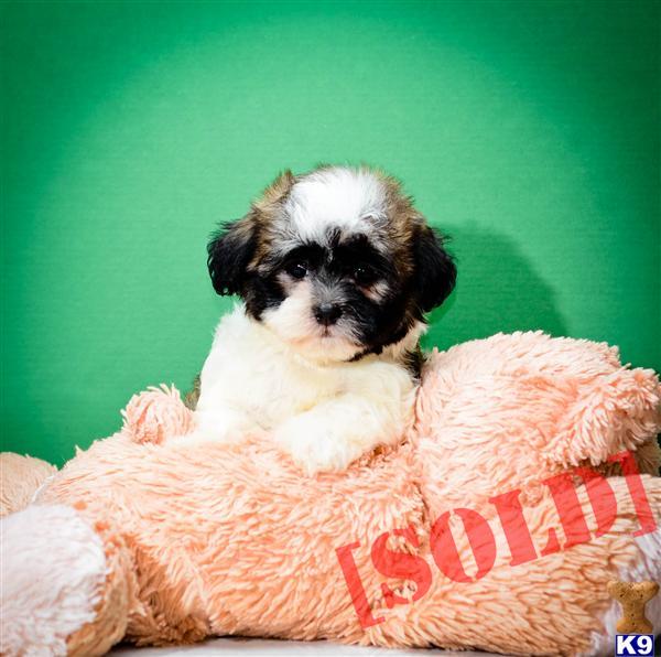 havanese breeder ohio document moved havanese breeder ohio document moved