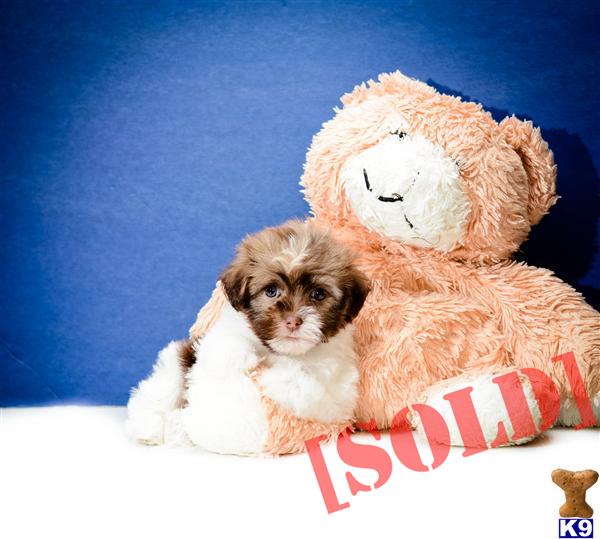 BUY our HAVANESE PUPPY FOR ADOPTION NEAR TOLEDO OHIO 614-859-2025