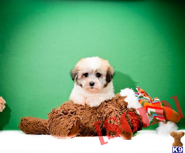 free puppies toledo ohio document moved free puppies toledo ohio document moved
