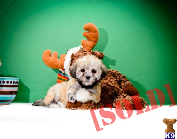 free puppies canton ohio document moved free puppies canton ohio document moved