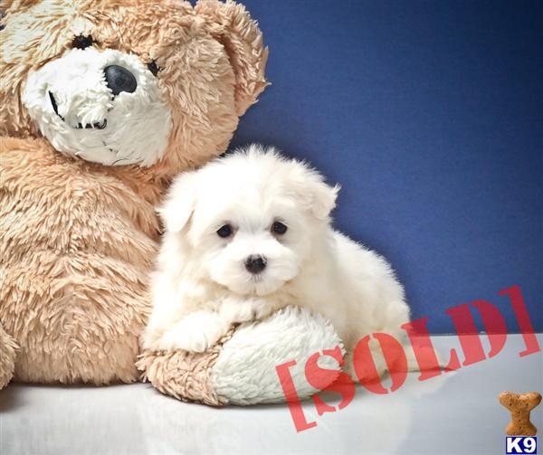 puppies for sale akron ohio document moved puppies for sale akron ohio document moved