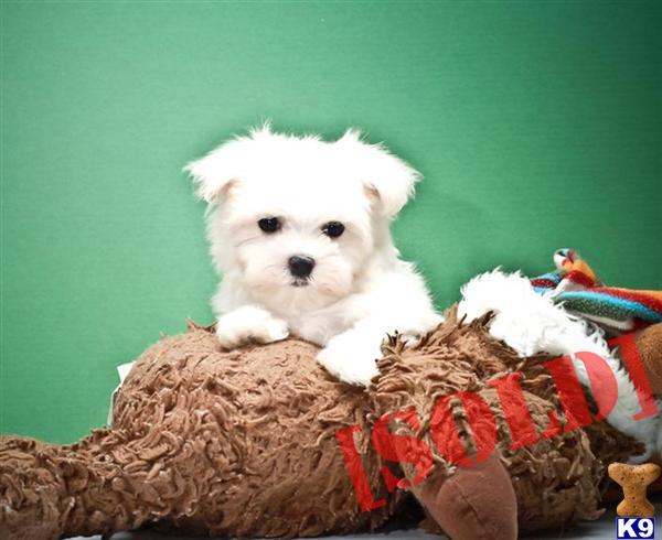 free puppies in cleveland ohio document moved free puppies in cleveland ohio document moved