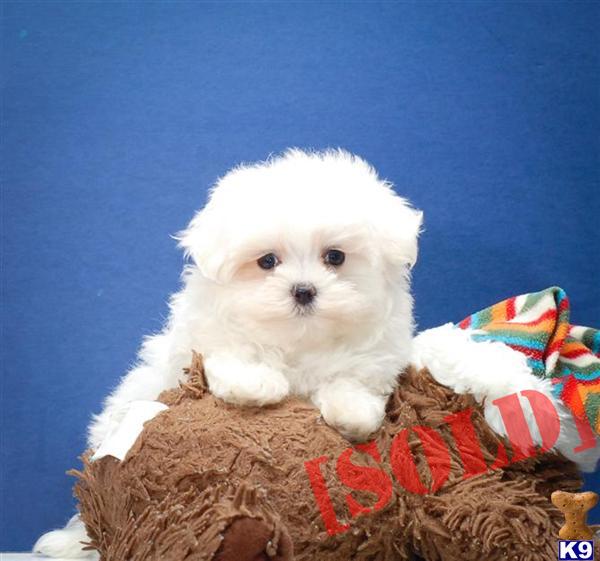 free puppies in cleveland ohio document moved free puppies in cleveland ohio document moved