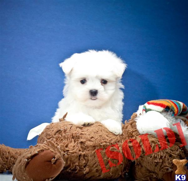 puppies for sale in akron ohio document moved puppies for sale in akron ohio document moved