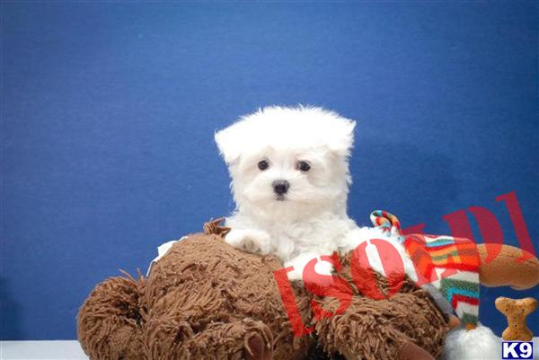 free puppies canton ohio document moved free puppies canton ohio document moved