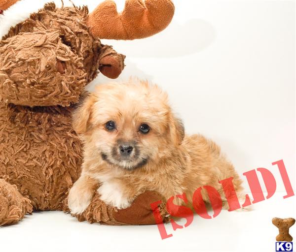 teacup yorkie cleveland ohio document moved teacup yorkie cleveland ohio document moved