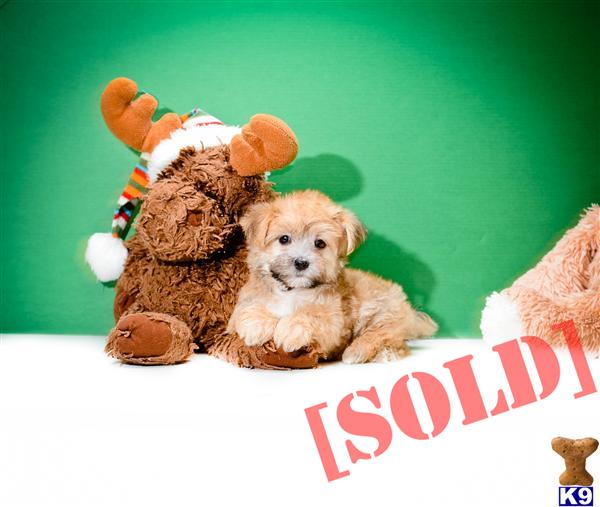 puppies for sale in youngstown ohio document moved puppies for sale in youngstown ohio document moved