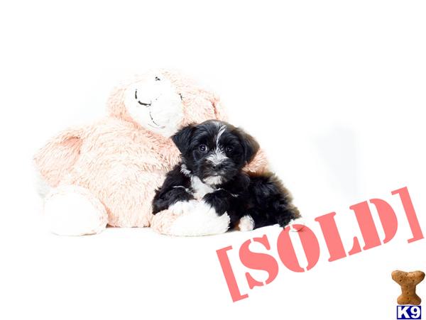 buy yorkie poo document moved buy yorkie poo document moved