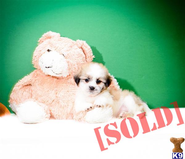 shih tzu puppies for sale in toledo ohio teddy puppies for sale in cleveland oh breeds picture shih tzu puppies for sale in toledo ohio teddy puppies for sale in cleveland oh breeds picture