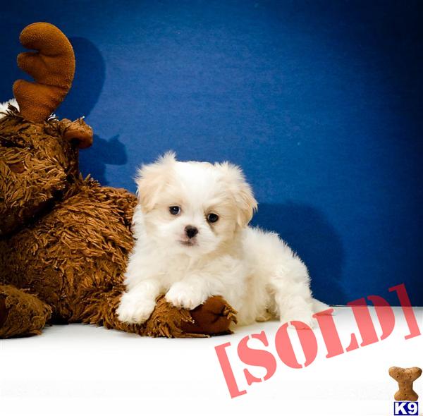 Tyler is our MALTI POO PUPPY FOR ADOPTION IN OHIO  www.affordablepup.com