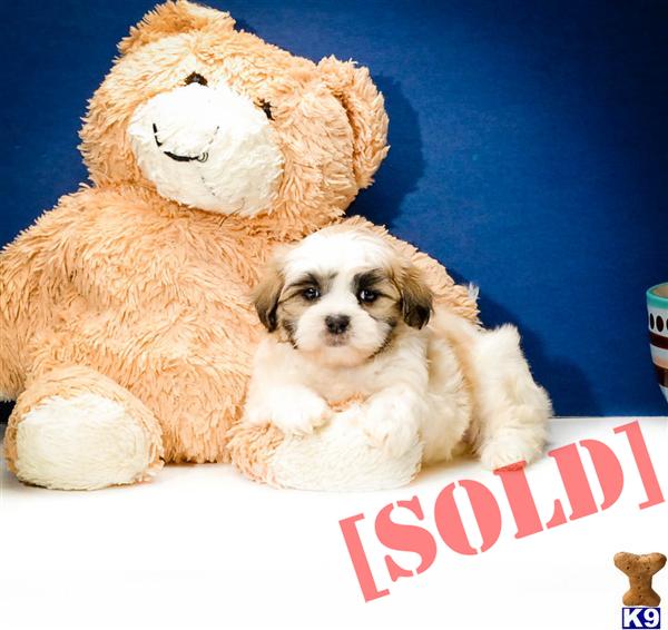 puppies for sale in cleveland teddy puppies for sale in cleveland oh breeds picture puppies for sale in cleveland teddy puppies for sale in cleveland oh breeds picture