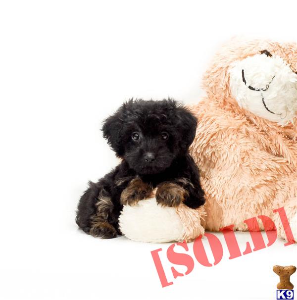 free puppies in cleveland ohio document moved free puppies in cleveland ohio document moved