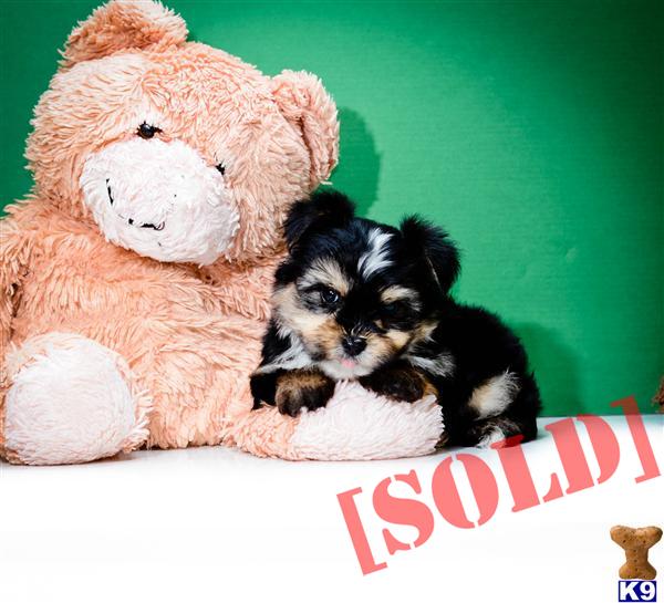 Teacup Morkie Puppies Jean Paul m 614-859-2025