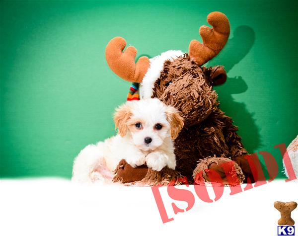 Liz is our CAVA CHON PUPPY FOR SALE NEAR TOLEDO OHIO 614-859-2025