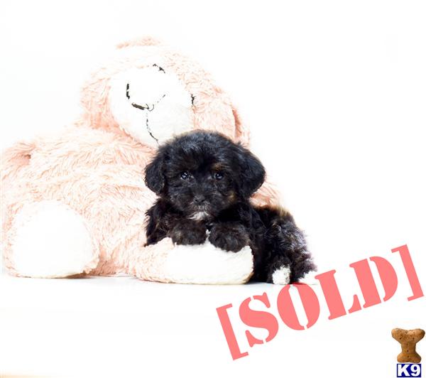 teacup yorkie poo puppies for sale in ohio document moved teacup yorkie poo puppies for sale in ohio document moved