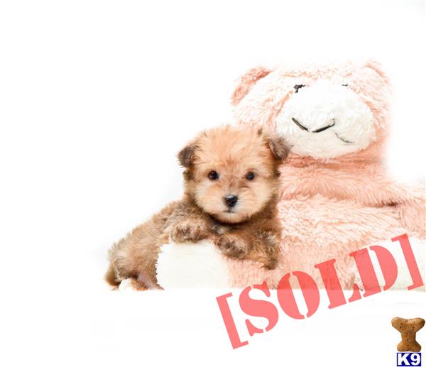 puppies for sale in youngstown ohio document moved puppies for sale in youngstown ohio document moved