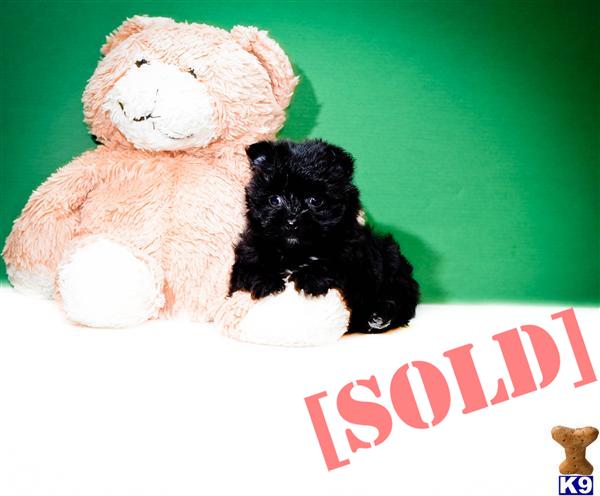 yorkie puppies for sale in toledo ohio document moved yorkie puppies for sale in toledo ohio document moved