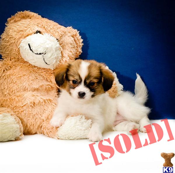 papillon puppies for sale in ohio document moved papillon puppies for sale in ohio document moved
