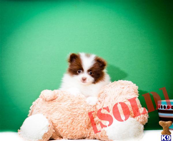 pomeranian puppies for sale columbus ohio document moved pomeranian puppies for sale columbus ohio document moved