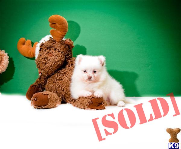 teacup pomeranian puppies for sale in toledo ohio document moved teacup pomeranian puppies for sale in toledo ohio document moved
