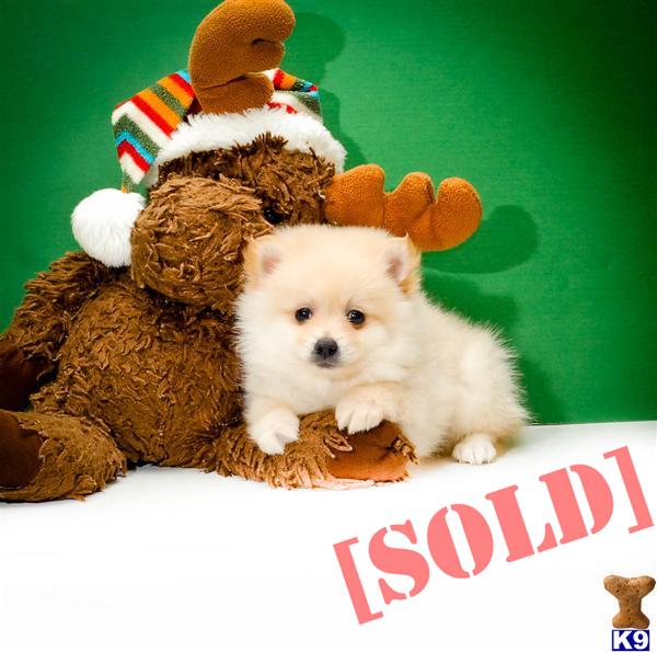 teacup pomeranians for sale in ohio document moved teacup pomeranians for sale in ohio document moved