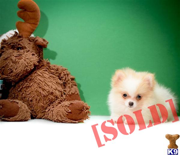 pomeranian puppies for sale craigslist teacup puppy for sale craigslist breeds picture pomeranian puppies for sale craigslist teacup puppy for sale craigslist breeds picture