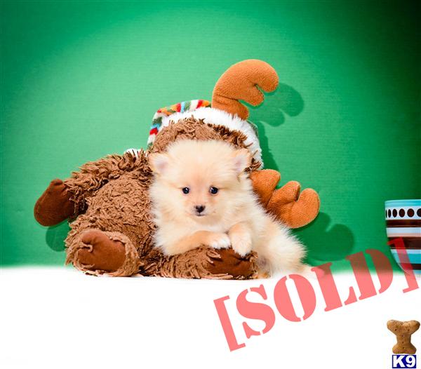 free puppies in cincinnati free pomsky puppies for sale cincinnati ohio picture hd breeds picture free puppies in cincinnati free pomsky puppies for sale cincinnati ohio picture hd breeds picture