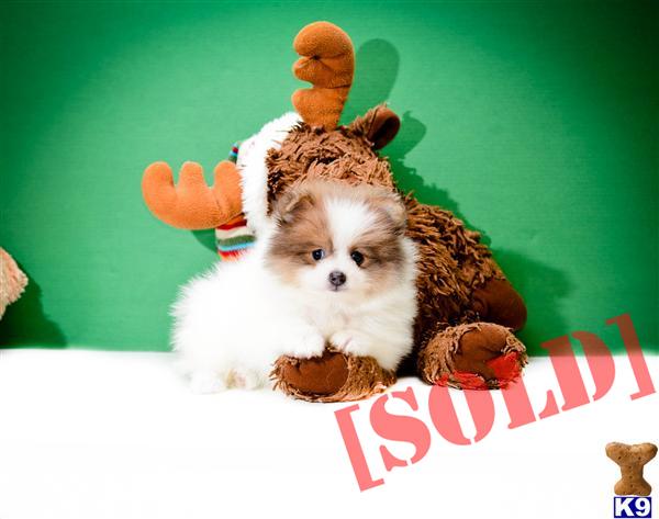 pomeranian puppies for sale in cleveland ohio document moved pomeranian puppies for sale in cleveland ohio document moved