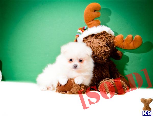 puppies for sale in akron ohio document moved puppies for sale in akron ohio document moved