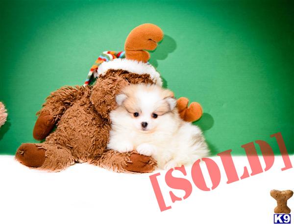 free puppies toledo ohio document moved free puppies toledo ohio document moved