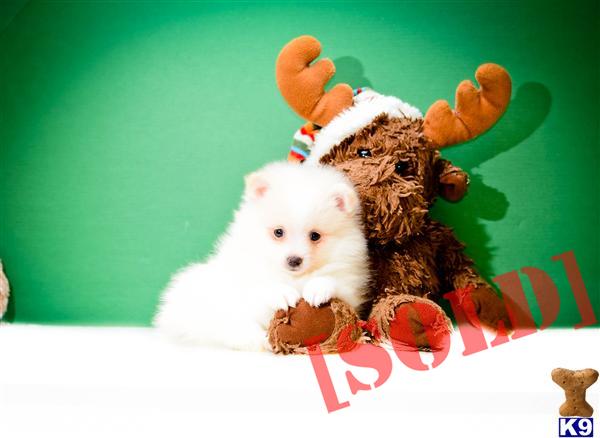 pomeranian puppies for sale in cleveland ohio document moved pomeranian puppies for sale in cleveland ohio document moved