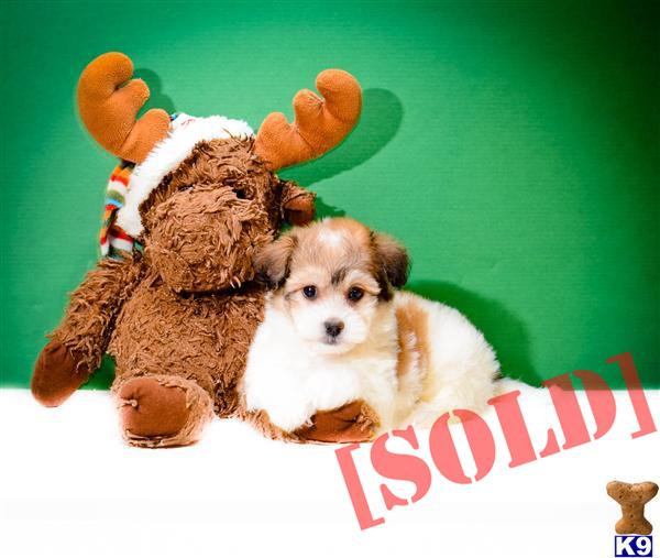 free puppies in cleveland ohio document moved free puppies in cleveland ohio document moved