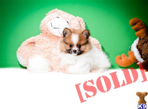 teacup pomeranian for sale in ohio document moved teacup pomeranian for sale in ohio document moved