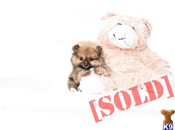 micro teacup pomeranian puppies for sale in ohio document moved micro teacup pomeranian puppies for sale in ohio document moved
