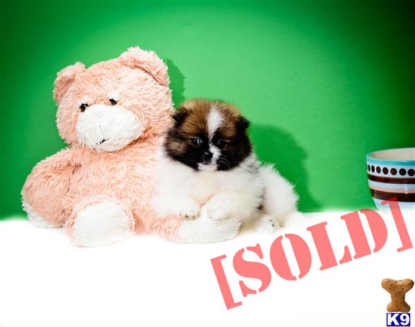 pomeranian for sale cincinnati ohio document moved pomeranian for sale cincinnati ohio document moved