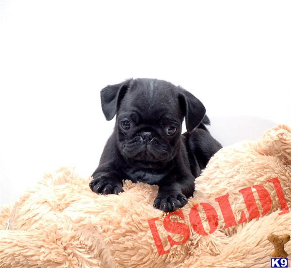 pugs for adoption in ohio document moved pugs for adoption in ohio document moved
