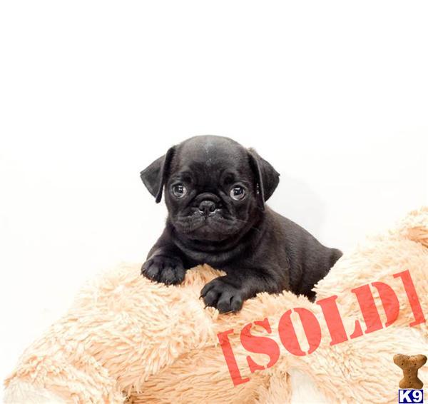 pug for sale in ohio document moved pug for sale in ohio document moved