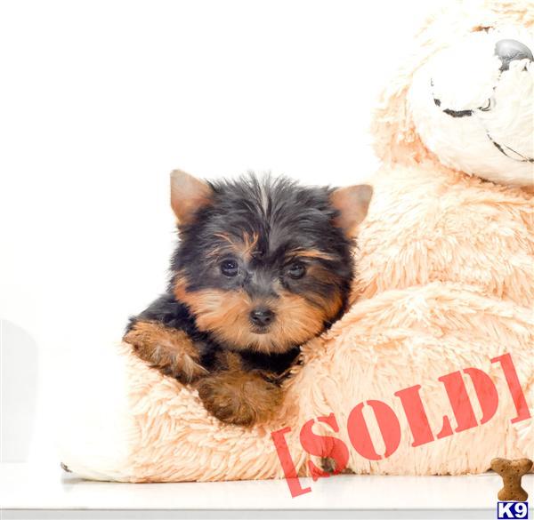 yorkie puppies for sale in canton ohio document moved yorkie puppies for sale in canton ohio document moved