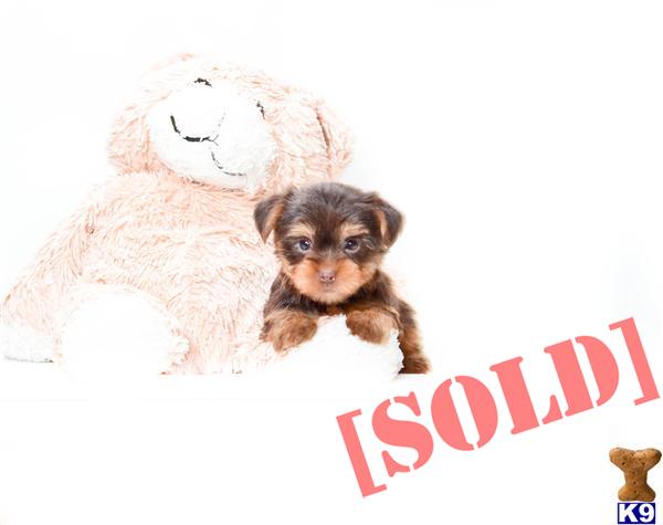 teacup yorkie columbus ohio document moved teacup yorkie columbus ohio document moved