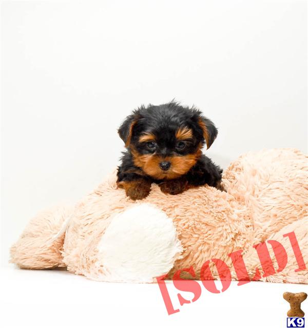 yorkies for sale in dayton ohio document moved yorkies for sale in dayton ohio document moved