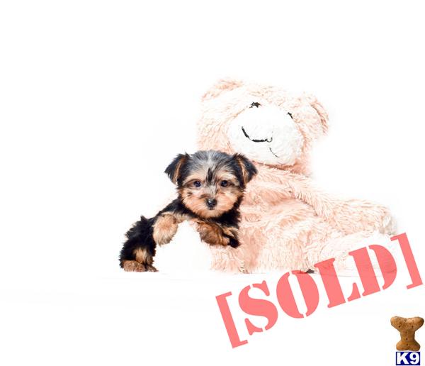 teacup yorkie for adoption in ohio document moved teacup yorkie for adoption in ohio document moved