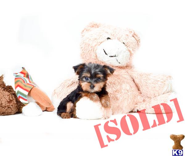 yorkie puppies for sale in toledo ohio document moved yorkie puppies for sale in toledo ohio document moved