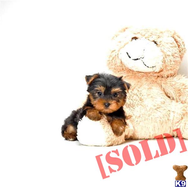 puppies for sale in akron ohio document moved puppies for sale in akron ohio document moved