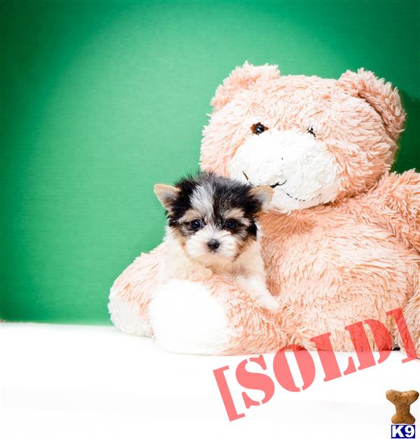 teacup yorkies for adoption in ohio document moved teacup yorkies for adoption in ohio document moved
