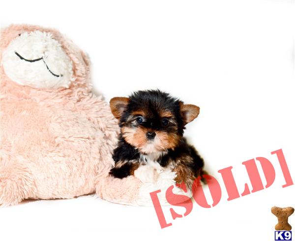teacup yorkie for adoption in ohio document moved teacup yorkie for adoption in ohio document moved