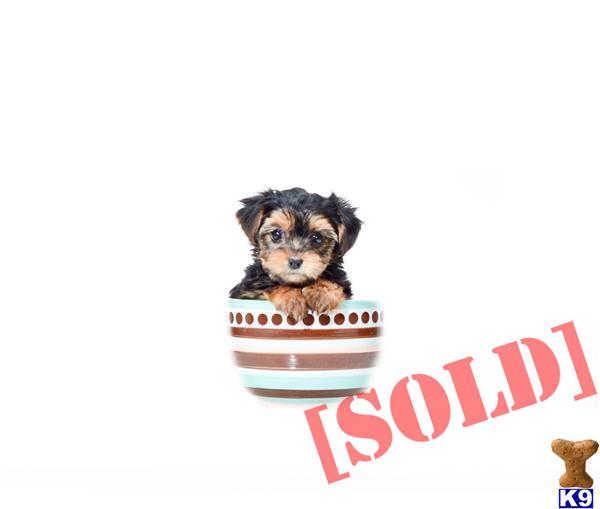 yorkies for sale in dayton ohio document moved yorkies for sale in dayton ohio document moved