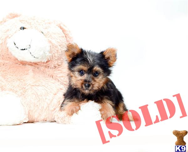 teacup yorkie for adoption in ohio document moved teacup yorkie for adoption in ohio document moved