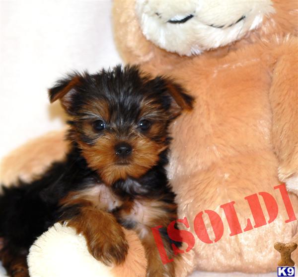 az yorkie rescue puppies for sale yorkie rescue terrier dogs for adoption breeds picture az yorkie rescue puppies for sale yorkie rescue terrier dogs for adoption breeds picture
